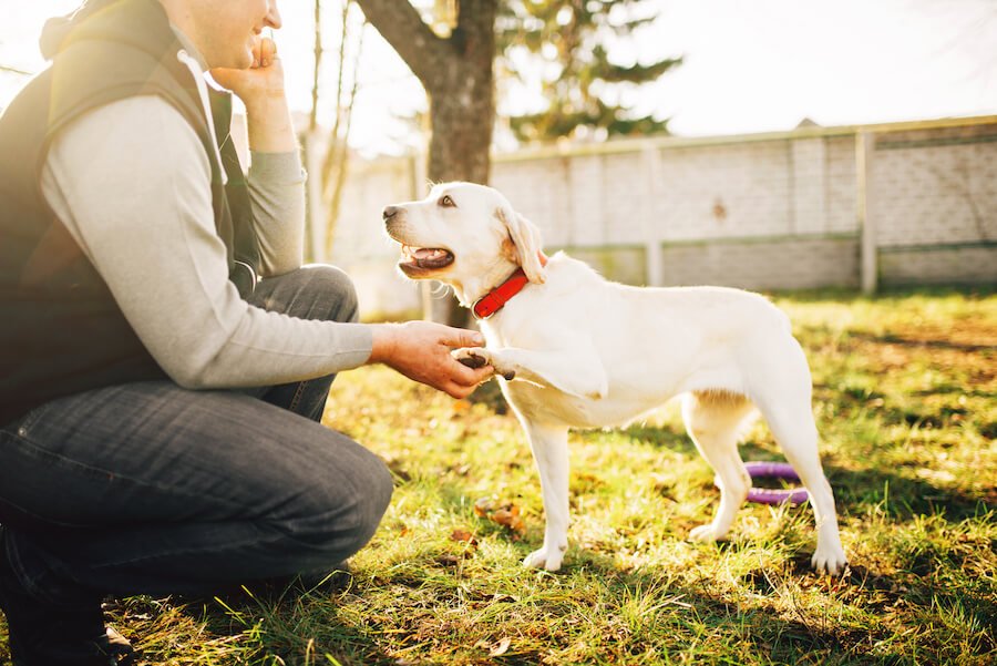 becoming a dog trainer becoming a dog trainer