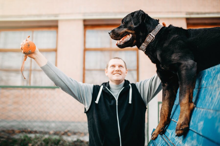 dog trainer dog trainer