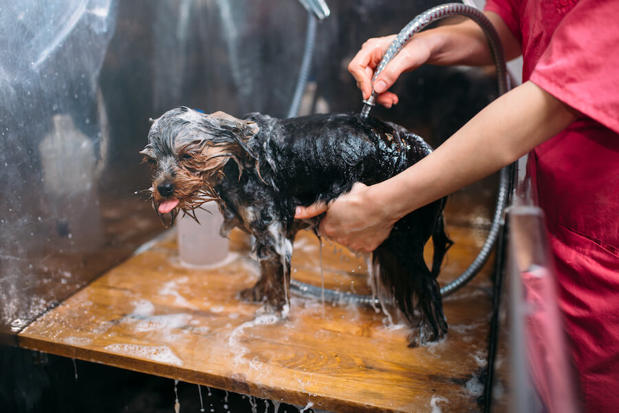 kennel assistant