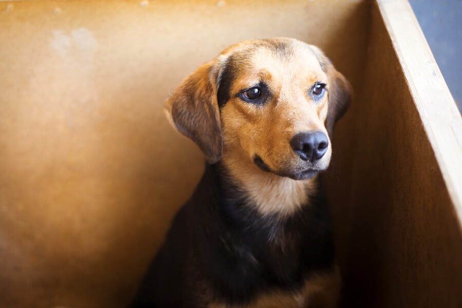 kennel assistant