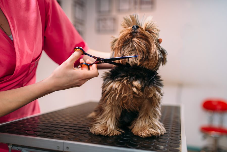 dog groomer