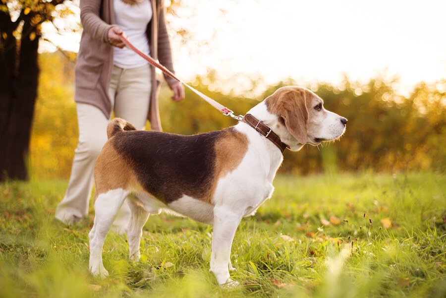dog walker dog walker